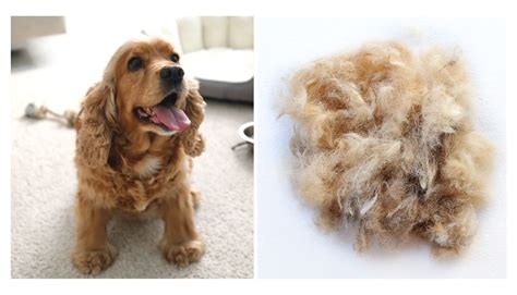 do cocker spaniels shed hair.